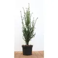 Taxus baccata 50-60 cm