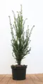 Pflanzen für Dich Konifere Taxus baccata, 1 St., Eibe, Gemeine Eibe, Europäische Eibe, immergrün, schnittverträglich