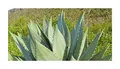 Stk - 10x Agave albescens Agaven Garten Pflanzen - Samen ID652 - Seeds & Plants Shop by Ipsa
