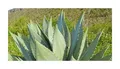 10x Agave albescens Agaven Garten Pflanzen - Samen ID652