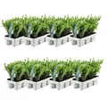 Plants by Frank | 48 Stechpalme | Heckenpflanzen Winterhart | 48 x Ø7 cm - 15 cm Ilex Crenata Jenny | Heckenpflanzen | Buchs Ersatz | Buchsbaum Ersatz