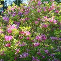 GreenboutiQ - Sträucher - Magnolia Susan - Blumen Dunkelrosa - 1 Pflanze - laubabwerfend - wenig Pflege - Topf 17cm Höhe 45cm