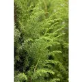 Juniperus Communis Wacholder 40–60 cm