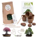 Bonsai Starter Kit Anzuchtset inkl. GRATIS eBook - Wüstenrose + Berg Mammutbaum