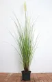 Cortaderia selloana 'Citaro' ca. 60–80 cm – Winterhart, Mehrjährig, Pflegeleicht – Pampasgras – Ziergras für Beet & Kübel