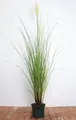 Pflanzen für Dich Gräser Cortaderia selloana Citaro, 1 St., Pampasgras, silbrig, kompaktwüchsig