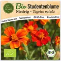 Studentenblume Samen (BIO) - 75 Samen Blumensamen Tagetes-Samen