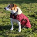 Kentucky Dogwear Hundemantel Original Hundejacke Bordeaux XS