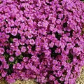Blaukissen Cascade Purpur - Aubrieta cultorum - lebende Gartenpflanze aus den Baumschulen