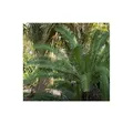Stk - 5x Dioon edule Mexikanischer Palmfarn Garten Pflanzen - Samen B1288 - Seeds & Plants Shop by Ipsa