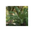 5x Dioon edule Mexikanischer Palmfarn Garten Pflanzen - Samen B1288