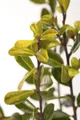 Ilex crenata 'Golden Gem', Japanische Stechpalme, goldgelb, 40–50 cm