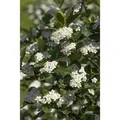 Aronia Prunifolia Viking Apfelbeere Schwarz 15–20 Cm