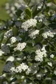 Pflanzen für Dich Gehölze Aronia prunifolia Viking, 1 St., Apfelbeere, Schwarze Apfelbeere