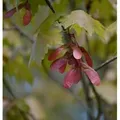 Rot Ahorn 125-150cm - Acer rubrum