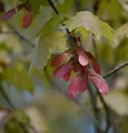 Rot Ahorn 125-150cm - Acer rubrum