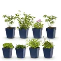 GreenboutiQ - Staudenpaket - Bodendecker - 8 Stauden - Für 1 m2 - Wenig Pflege - Topf 11cm