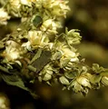 Wilder Hopfen - Humulus lupulus
