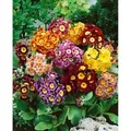 Primula X Pubescens Alpenaurikel Ca. 9x9 cm Topf