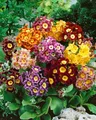 Primula x pubescens 9x9 cm Topf – Winterhart, Mehrjährig, Pflegeleicht – Aurikel – Staude für Steingarten & Beet
