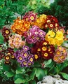 Pflanzen für Dich Staude Primula pubescens, 1 St., Gartenaurikel, Aurikel