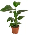 Dehner Kübelpflanzen Baumstrelitzie, Strelitzia nicolai, tropische Pflanze, versch. Größen, imposante, wärmeliebende Grünpflanze mit niedrigem Wasserbedarf