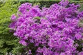 Rhododendron obt. 'Purpurtraum', purpurfarben, 15–20 cm