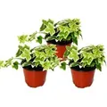 Exotenherz Hedera Helix 3er Set Efeu Weißbuntes Laub 9cm Topf