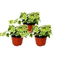 Hedera helix, 3er Set, Efeu, weißbuntes Laub, 9cm Topf