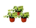 Exotenherz Zimmerpflanze Hedera helix 3er Set weißbuntes Laub 9cm Topf