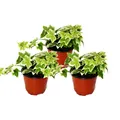 Exotenherz - Hedera helix, 3er Set, Efeu, weißbuntes Laub, 9cm Topf