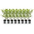 GreenboutiQ - Heckenpflanzen - Ligustrum ovalifolium Aureum - Blätter gelb grün - 8 Pflanzen - 1 laufender Meter - immergrün - Topf 9cm Höhe 35-40cm