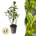 Heckenpflanzen Ligustrum ovalifolium Aureum Blätter gelb grün ⌀9cm ↕35-40cm