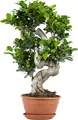 Bloomique – Ficus Ginseng – S-Form – Bonsai – Zimmerpflanze – Luftreinigend – Pflegeleicht – 60–80 cm hoch – Topf 24 cm