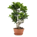 Bloomique - Ficus Ginseng - S - Form - Bonsai - Zimmerpflanze - Luftreinigend - Pflegeleicht - Höhe 60-80 cm - Topf 24 cm