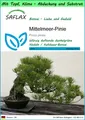 SAFLAX - Garden to go - Mittelmeer-Pinie - 6 Samen