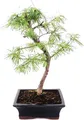 Outdoor-Bonsai Pseudolarix amabilis - Goldlärche oder Scheinlärche 20cm
