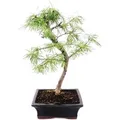 Exotenherz Outdoor-Bonsai Pseudolarix Amabilis Goldlärche Oder Scheinlärche 20cm