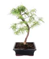 Outdoor-Bonsai Pseudolarix amabilis - Goldlärche oder Scheinlärche 20cm