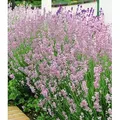 BALDUR Garten 3x Duft-Lavendel 'Rosa' echter Lavendel, Pflanzen im 9x9 cm-Topf, Lavandula angustifolia, Duftlavendel, winterharte Staude, trockenre...