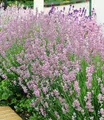 BALDUR Garten Zierstrauch Duft-Lavendel 'Rosa', 3 St., Duftlavendelhecken, winterhart, mehrjährig, duftend