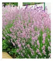 Duft-Lavendel 'Rosa', 3 Pflanzen Lavandula angustifolia