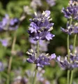 Breitblättriger Lavendel - Lavandula latifolia