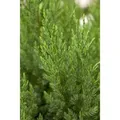 Juniperus Chinensis Stricta Chinesischer Wacholder 30–40 cm