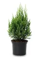 Juniperus chinensis 'Stricta' 30-40 cm – Winterhart, Immergrün, Pflegeleicht – Chinesischer Wacholder – Heckenpflanze für Garten & Sichtschutz