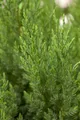 Pflanzen für Dich Konifere Juniperus chinensis Stricta, 1 St., Chinesischer Wacholder, blaugrün, säulenförmig