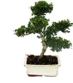 Bonsai Ilex crenata – Japanische Stechpalme, ca. 6 Jahre alt
