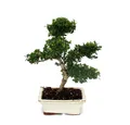 Exotenherz Zimmerpflanze Bonsai Ilex crenata ca. 6 Jahre