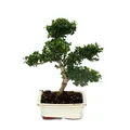 Exotenherz - Bonsai Ilex crenata - Japanische Stechpalme ca. 6 Jahre