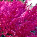 Prachtspiere Fanal - Astilbe arendsii